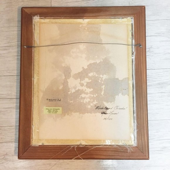 Black Capped Chicadee Photograph Framed Signed Numbered Bird Maria Lenon Art - Picture 9 of 9